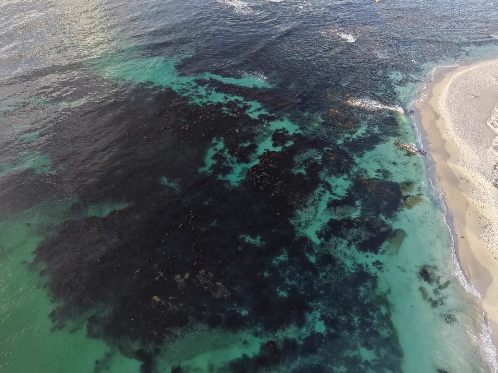 Kelp-Wälder im türkisen Atlantik vor der Küste